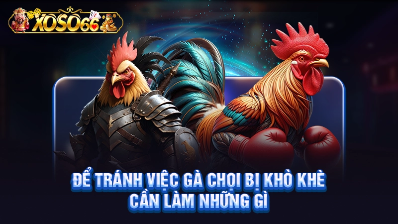Để tránh việc gà chọi bị khò khè cần làm những gì