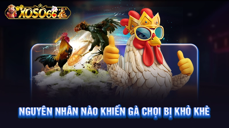 Nguyên nhân nào khiến gà chọi bị khò khè