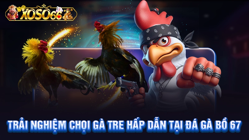 Trải nghiệm chọi gà tre hấp dẫn tại đá gà bồ 67