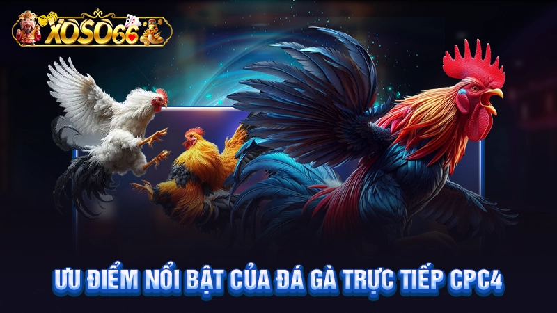 Ưu điểm nổi bật của đá gà trực tiếp CPC4